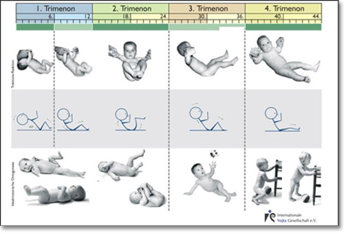 Relacja wzorca reakcji ułożeniowych do idealnego rozwoju motorycznego dziecka na przykładzie próby trakcji. 